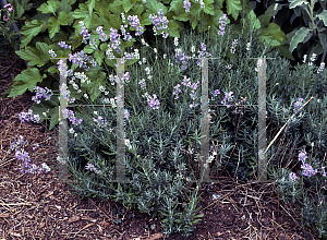 Picture of Lavandula angustifolia 'Blue Cushion'