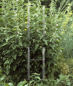 Picture of Leonotis cardiaca 