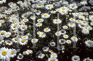 Picture of Leucanthemum x superbum 'Exhibition'