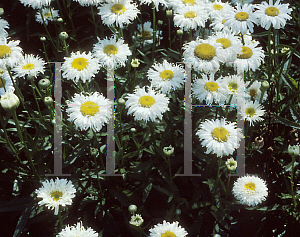 Picture of Leucanthemum x superbum 'Snowdrift'