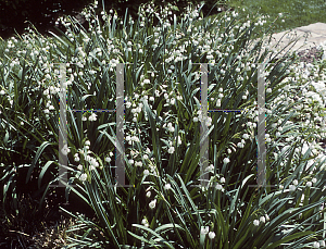 Picture of Leucojum aestivum 'Gravetye Giant'