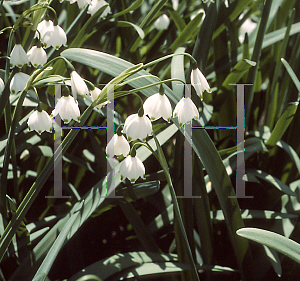 Picture of Leucojum aestivum 'Gravetye Giant'