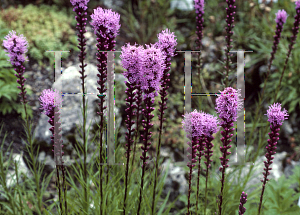 Picture of Liatris spicata 