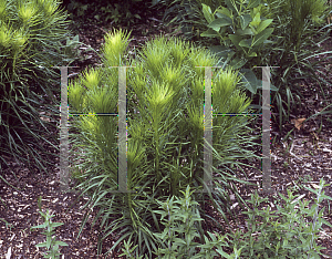 Picture of Liatris pycnostachya 