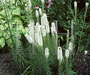 Picture of Liatris spicata 'Floristan White'