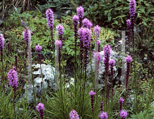 Picture of Liatris spicata 