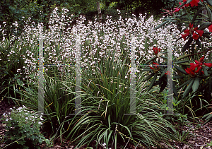 Picture of Libertia formosa 