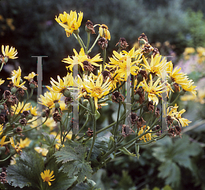 Picture of Ligularia x palmatiloba 