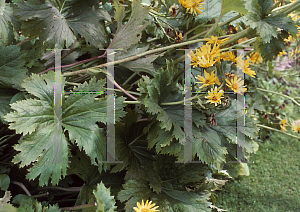 Picture of Ligularia x palmatiloba 