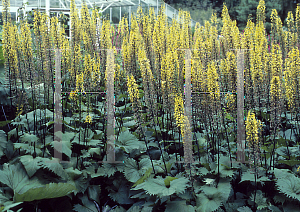 Picture of Ligularia stenocephala 'The Rocket'