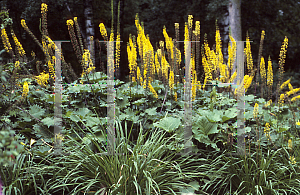 Picture of Ligularia stenocephala 'The Rocket'