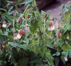 Picture of Abutilon megapotamicum 'Melon Delight'