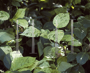 Picture of Acalypha wilkesiana 'Java White'