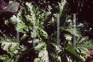 Picture of Acanthus  'Summer Beauty'