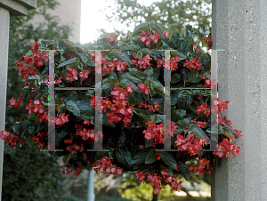 Picture of Begonia coccinea hybrids 'Dragon Wing Red'