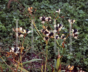 Picture of Iris domestica 