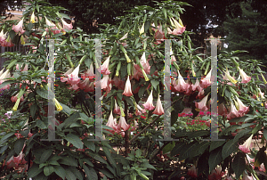 Picture of Brugmansia x candida 