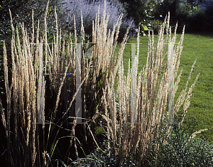 Picture of Calamagrostis x acutiflora 'Overdam'