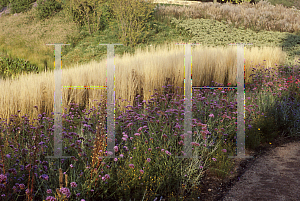 Picture of Calamagrostis x acutiflora 'Karl Foerster'