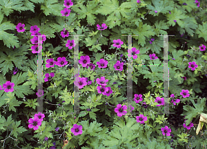 Picture of Geranium  'Anne Thomson'