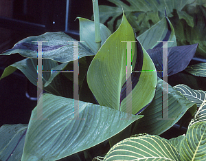 Picture of Canna x generalis 'Cleopatra'