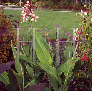 Picture of Canna x generalis 'Panache'