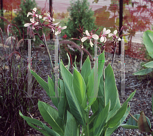 Picture of Canna x generalis 'Panache'