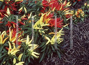 Picture of Capsicum annuum var. annuum 'Chilly Chili'