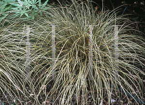 Picture of Carex flagellifera 