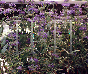 Picture of Caryopteris x clandonensis 'First Choice'