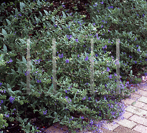 Picture of Caryopteris x clandonensis 'First Choice'