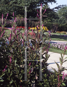 Picture of Celosia argentea (Spicata Group) 'Cramer's Amazon'