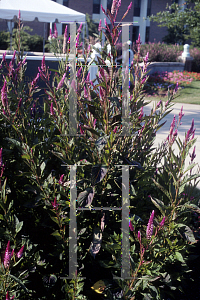 Picture of Celosia argentea (Spicata Group) 'Cramer's Amazon'