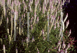 Picture of Celosia argentea (Spicata Group) 'Flamingo Pink'