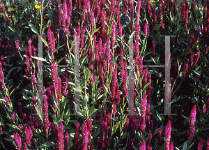 Picture of Celosia argentea (Spicata Group) 'Punky Red'