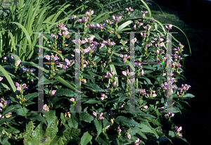 Picture of Chelone glabra 