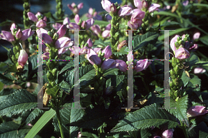 Picture of Chelone glabra 