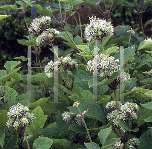 Picture of Clematis heracleifolia 