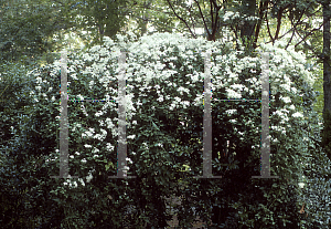 Picture of Clematis terniflora 