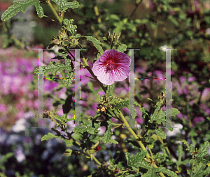 Picture of Anisodontea capensis 'Elegant Lady'