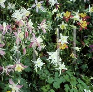 Picture of Aquilegia x hybrida 'McKana's Giant'