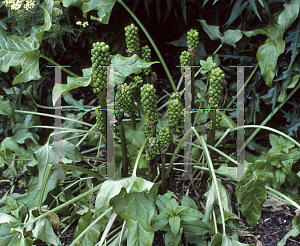 Picture of Arum italicum 