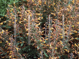 Picture of Agastache aurantiaca 'Apricot Sprite'