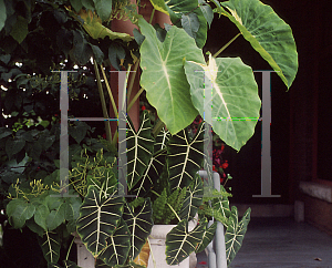 Picture of Colocasia esculenta 'Nancy's Revenge'