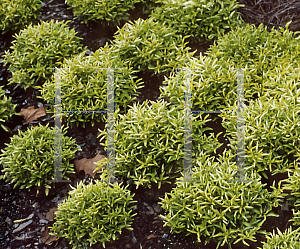 Picture of Alternanthera ficoidea var. amoena 'Frizzy'