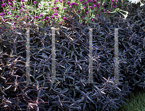 Picture of Alternanthera  'Red Runner'