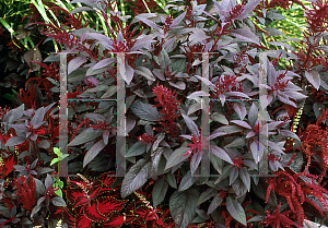 Picture of Amaranthus cruentus 'Polish'