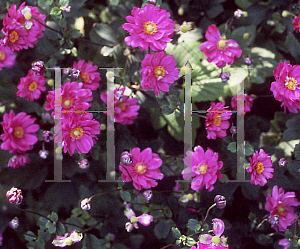 Picture of Anemone x hybrida 'Margarete'