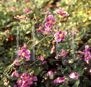 Picture of Anemone hupehensis 'September Charm'