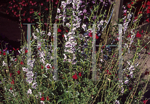 Picture of Angelonia angustifolia 'Angelface Blue Bicolor'
